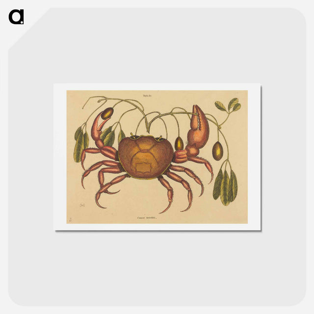 アートポストカード-The Land-crab
 - マーク ケイツビー Postcard.