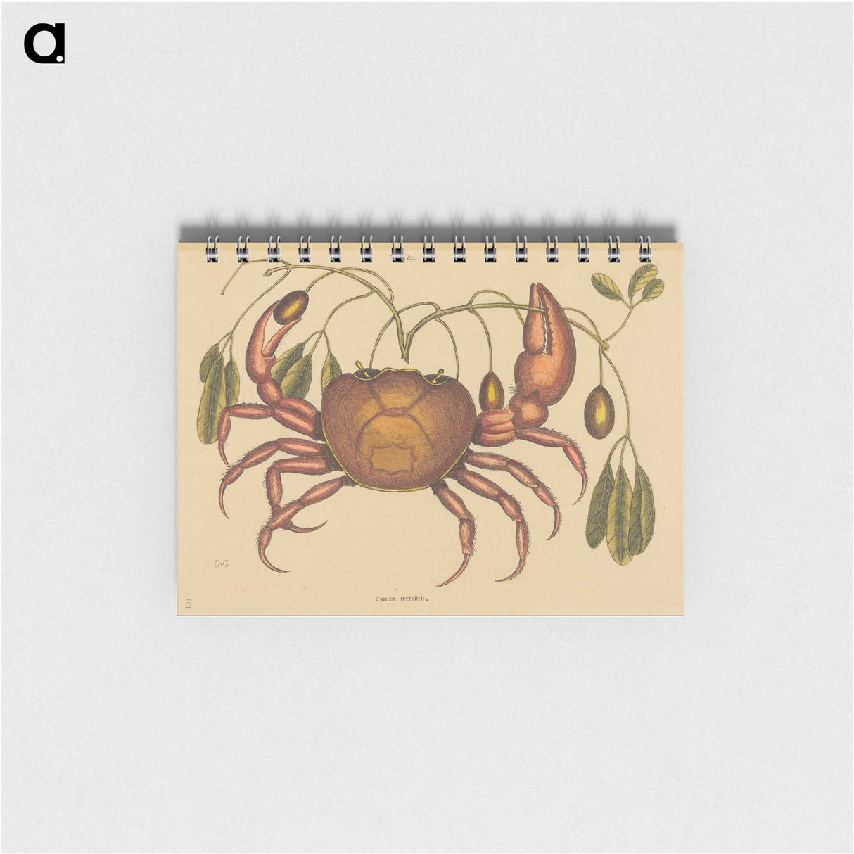 1-91_Mark-Catesby_memo
