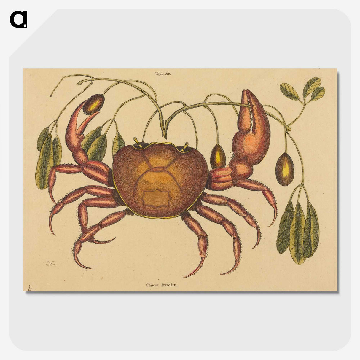 1-91_Mark-Catesby_picture-crop