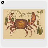 1-91_Mark-Catesby_picture-crop