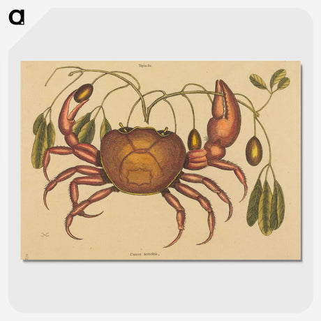 1-91_Mark-Catesby_picture-crop