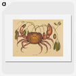 1-91_Mark-Catesby_picture