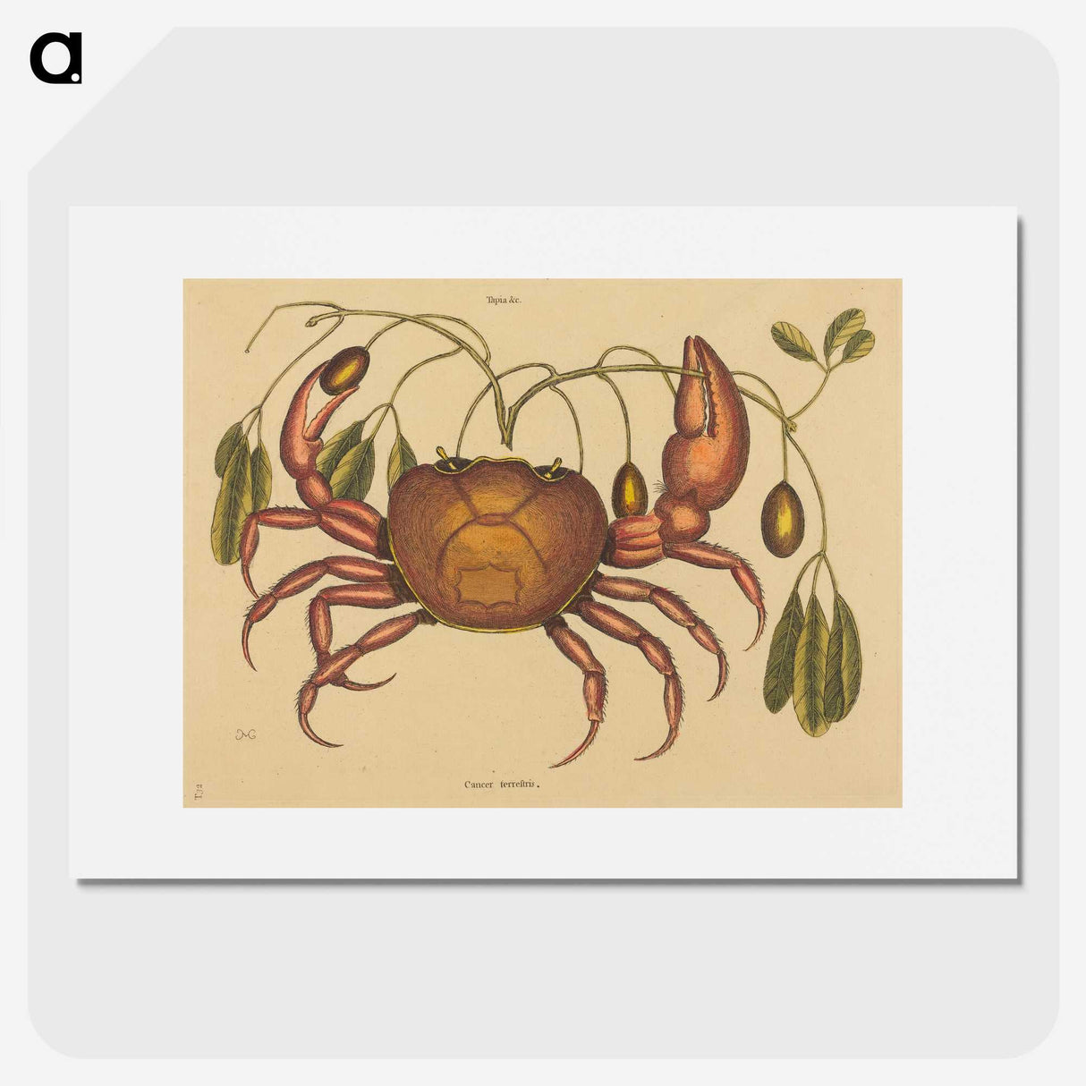 1-91_Mark-Catesby_picture