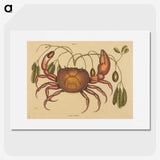 1-91_Mark-Catesby_picture