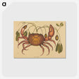 1-91_Mark-Catesby_postcard