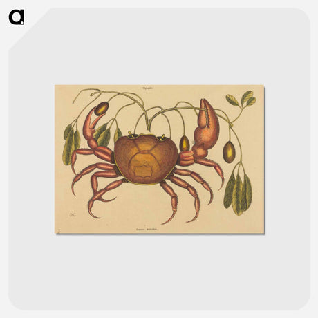 アートポストカード-The Land-crab
 - マーク ケイツビー Postcard.