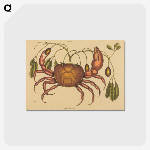 1-91_Mark-Catesby_postcard