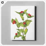1-91_Mary-Vaux-Walcott_canvas