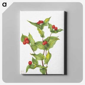 1-91_Mary-Vaux-Walcott_canvas