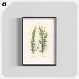 アートポスター-Mugwort Illustration
 - 薬用植物学 Poster.