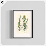 アートポスター-Mugwort Illustration
 - 薬用植物学 Poster.