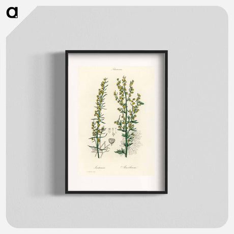 アートポスター-Mugwort Illustration
 - 薬用植物学 Poster.