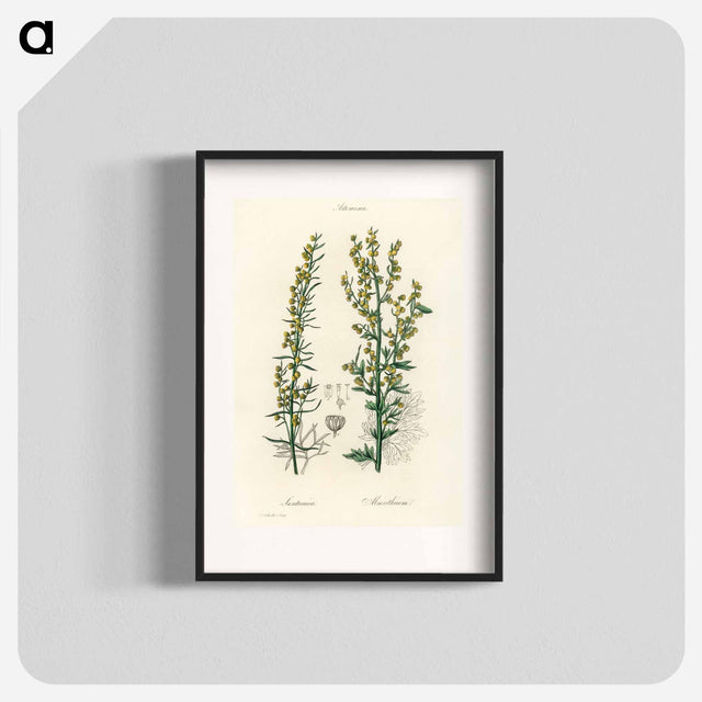 アートポスター-Mugwort Illustration
 - 薬用植物学 Poster.