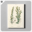 アートパネル-Mugwort Illustration
 - 薬用植物学 Canvas.