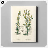 アートパネル-Mugwort Illustration
 - 薬用植物学 Canvas.