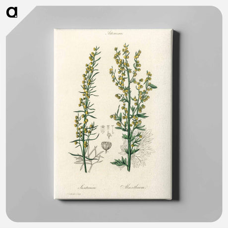 アートパネル-Mugwort Illustration
 - 薬用植物学 Canvas.