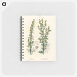 アートメモ帳-Mugwort Illustration
 - 薬用植物学 Memo.