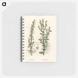 アートメモ帳-Mugwort Illustration
 - 薬用植物学 Memo.