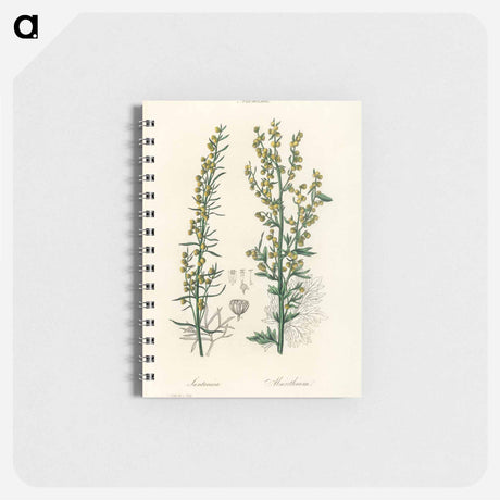 アートメモ帳-Mugwort Illustration
 - 薬用植物学 Memo.