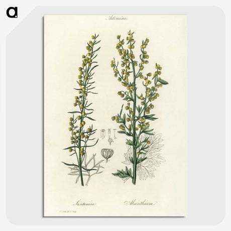1-91_Medical-Botany_picture-crop