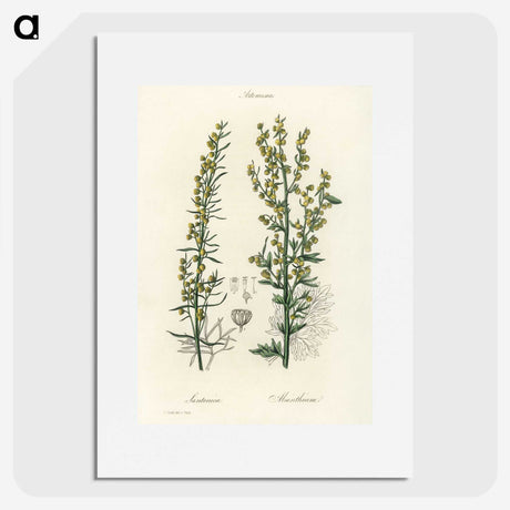 1-91_Medical-Botany_picture