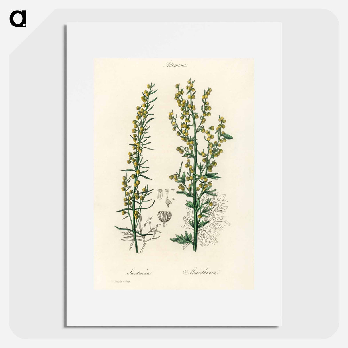 アートポスター-Mugwort Illustration
 - 薬用植物学 Poster.