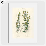 アートポスター-Mugwort Illustration
 - 薬用植物学 Poster.