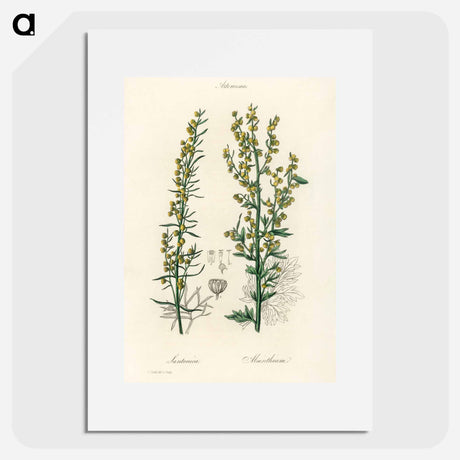 アートポスター-Mugwort Illustration
 - 薬用植物学 Poster.