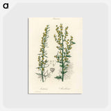 アートポストカード-Mugwort Illustration
 - 薬用植物学 Postcard.