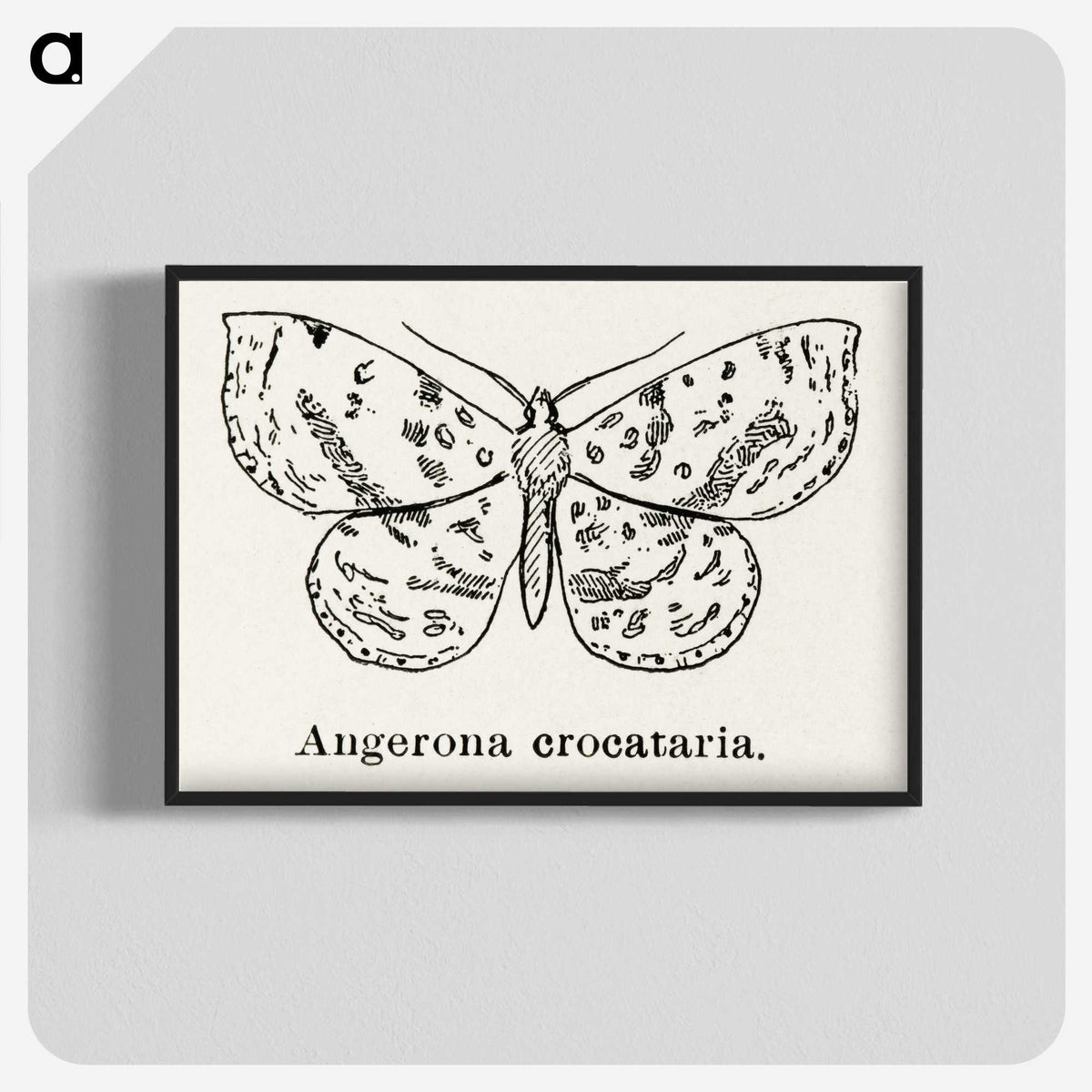 1-91_Moths-and-Butterflies-of-the-United-States_blk-crop