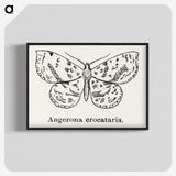 1-91_Moths-and-Butterflies-of-the-United-States_blk-crop