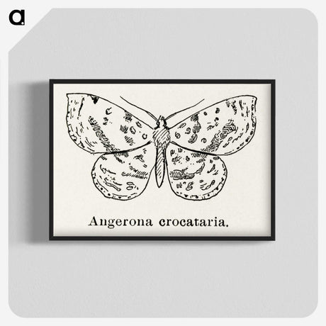 1-91_Moths-and-Butterflies-of-the-United-States_blk-crop