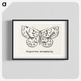 1-91_Moths-and-Butterflies-of-the-United-States_blk