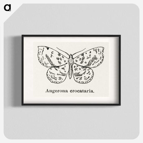 1-91_Moths-and-Butterflies-of-the-United-States_blk