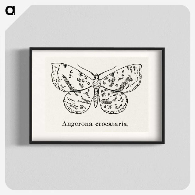 1-91_Moths-and-Butterflies-of-the-United-States_blk