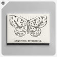 1-91_Moths-and-Butterflies-of-the-United-States_canvas