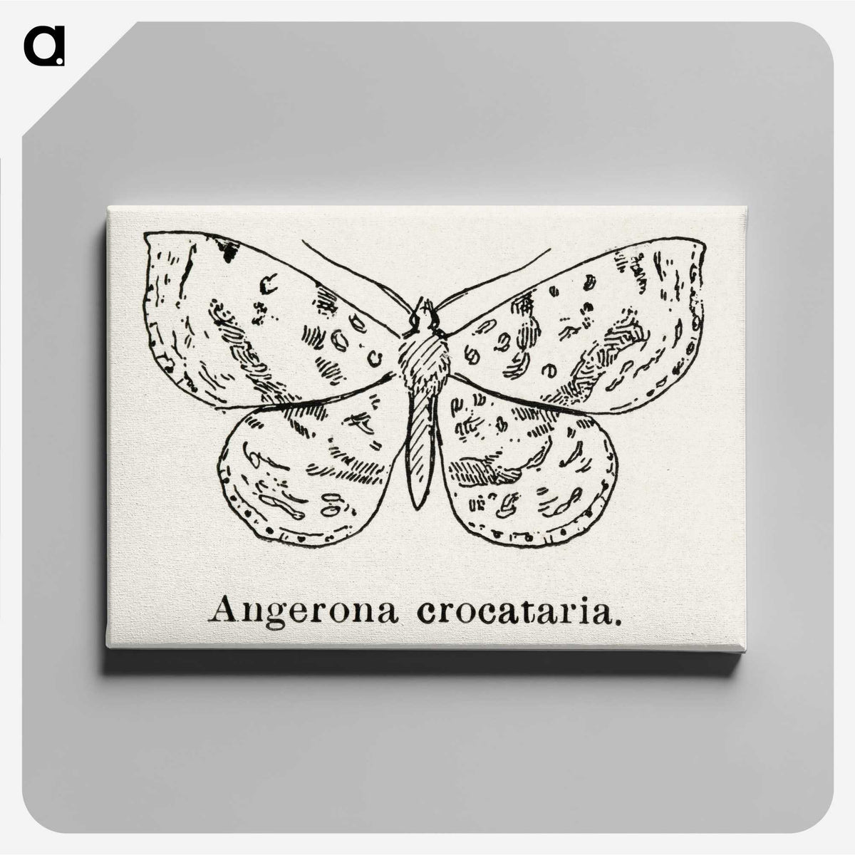 1-91_Moths-and-Butterflies-of-the-United-States_canvas