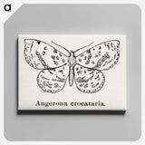 1-91_Moths-and-Butterflies-of-the-United-States_canvas