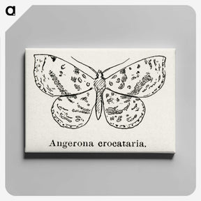 1-91_Moths-and-Butterflies-of-the-United-States_canvas