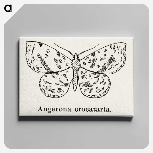 1-91_Moths-and-Butterflies-of-the-United-States_canvas