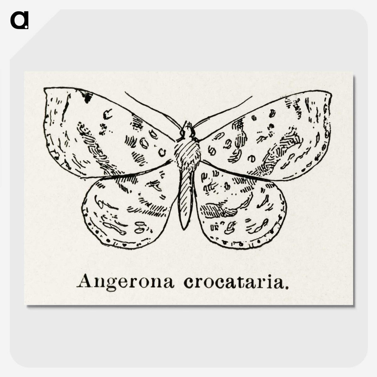 1-91_Moths-and-Butterflies-of-the-United-States_picture-crop