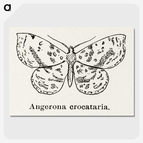 1-91_Moths-and-Butterflies-of-the-United-States_picture-crop
