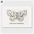 1-91_Moths-and-Butterflies-of-the-United-States_picture