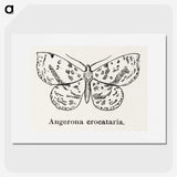 1-91_Moths-and-Butterflies-of-the-United-States_picture