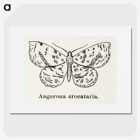 1-91_Moths-and-Butterflies-of-the-United-States_picture