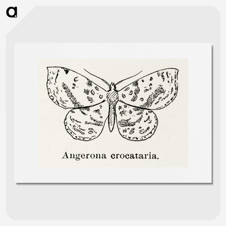 1-91_Moths-and-Butterflies-of-the-United-States_picture