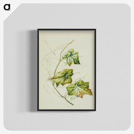 1-91_Native-Flowering-Plants-of-New-Zealand_blk-crop