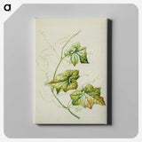 1-91_Native-Flowering-Plants-of-New-Zealand_canvas