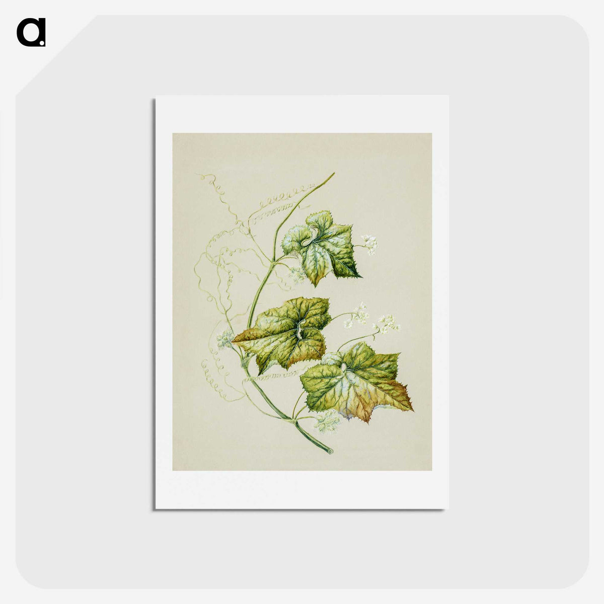 1-91_Native-Flowering-Plants-of-New-Zealand_hagaki