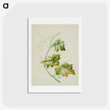1-91_Native-Flowering-Plants-of-New-Zealand_hagaki